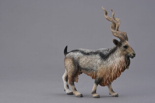 COLLECTA KOZA ŚRUBOROGA MARKHOR 5