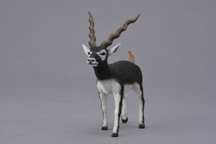 COLLECTA ANTYLOPA BLACKBUCK 3