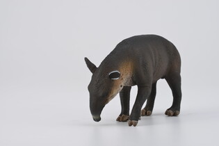COLLECTA TAPIR BAIRDA 3