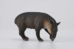 COLLECTA TAPIR BAIRDA 4