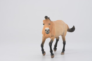 COLLECTA OGIER PRZEWALSKI 3