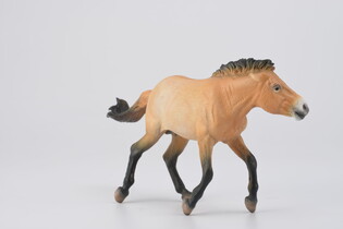 COLLECTA OGIER PRZEWALSKI 4