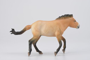 COLLECTA OGIER PRZEWALSKI 5