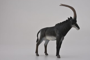COLLECTA ANTYLOPA OLBRZYMIA SAMIEC 4