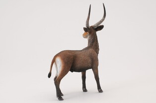 COLLECTA ANTYLOPA KOB ŚNIADY 4