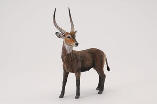 COLLECTA ANTYLOPA KOB ŚNIADY 5