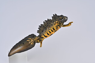 COLLECTA TRASZKA GRZEBIENIASTA 2