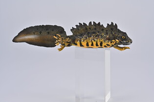 COLLECTA TRASZKA GRZEBIENIASTA 3