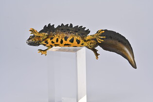 COLLECTA TRASZKA GRZEBIENIASTA 4