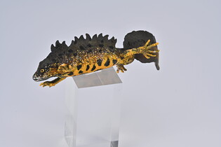 COLLECTA TRASZKA GRZEBIENIASTA 5