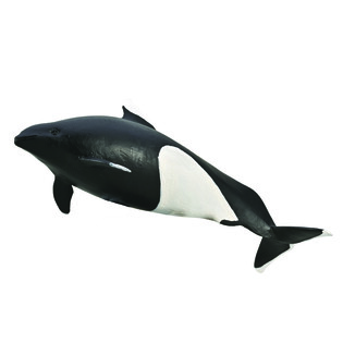 COLLECTA MORŚWINIEC BIAŁOPŁETWY
