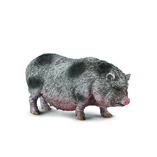 COLLECTA WIETNAMSKA ŚWINIA ZWISŁOBRZUCHA
