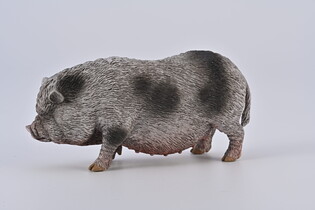 COLLECTA WIETNAMSKA ŚWINIA ZWISŁOBRZUCHA
 2