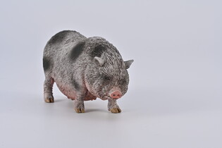 COLLECTA WIETNAMSKA ŚWINIA ZWISŁOBRZUCHA
 3