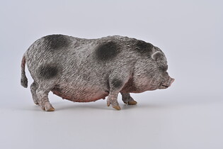 COLLECTA WIETNAMSKA ŚWINIA ZWISŁOBRZUCHA
 4