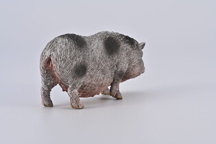 COLLECTA WIETNAMSKA ŚWINIA ZWISŁOBRZUCHA
 5