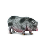 COLLECTA WIETNAMSKA ŚWINIA ZWISŁOBRZUCHA
